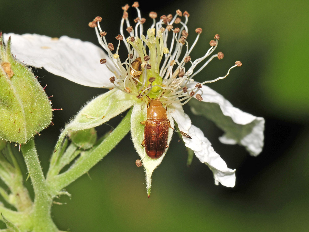 Antherophagus nigricornis?(Cryptophagidae)